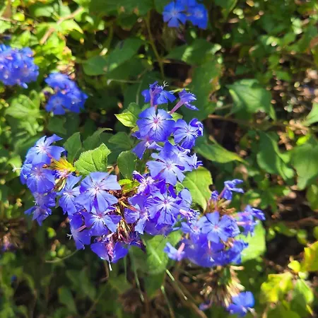 Chez Nous Dans Notre Petit Jardin Δωμάτια σε οικογενειακή κατοικία