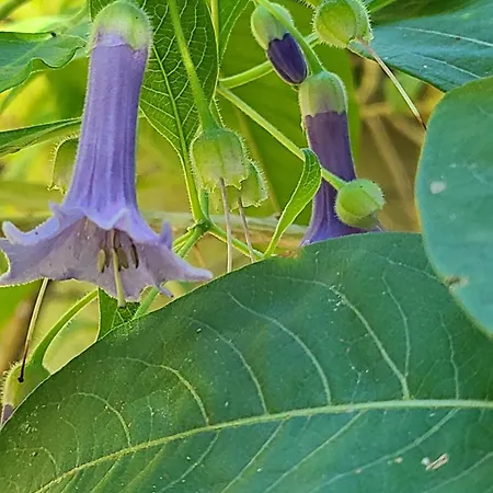 Chez Nous Dans Notre Petit Jardin *