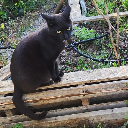 Séjour chez l'habitant Chez Nous Dans Notre Petit Jardin Montpellier